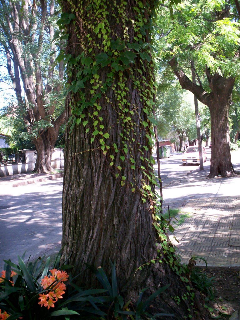 Uruguay Montevideo Parque Batlle by elberteh