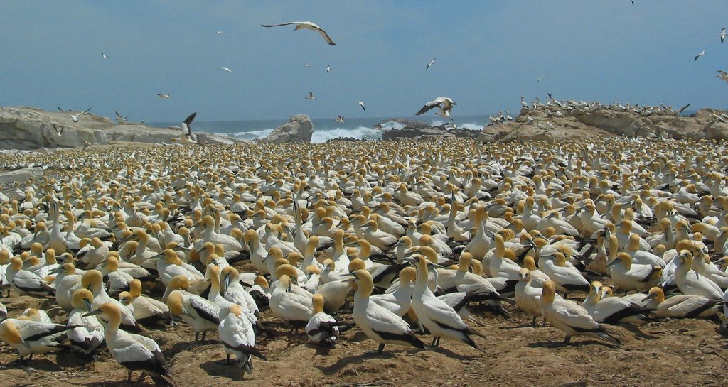 Lambert's Bay -Bird Island - Cape gannets by hikehaumann