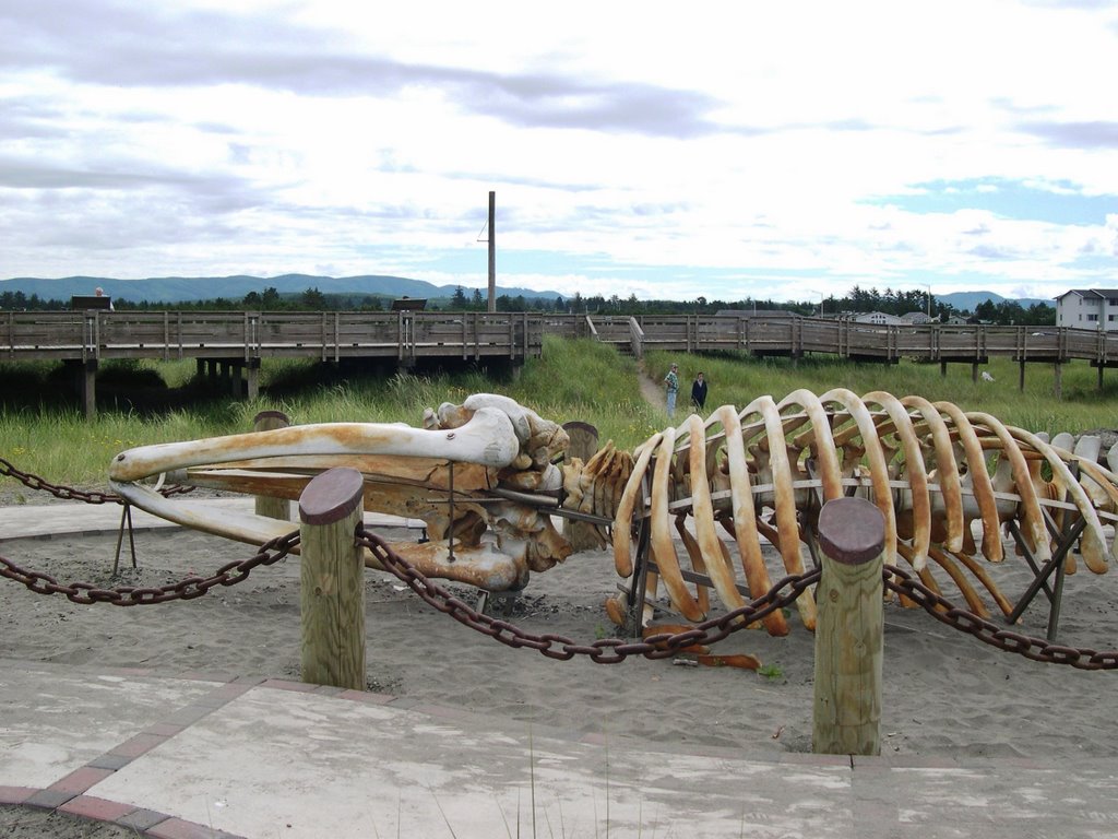 Long Beach WA, gray wheal skeleton by pbulling