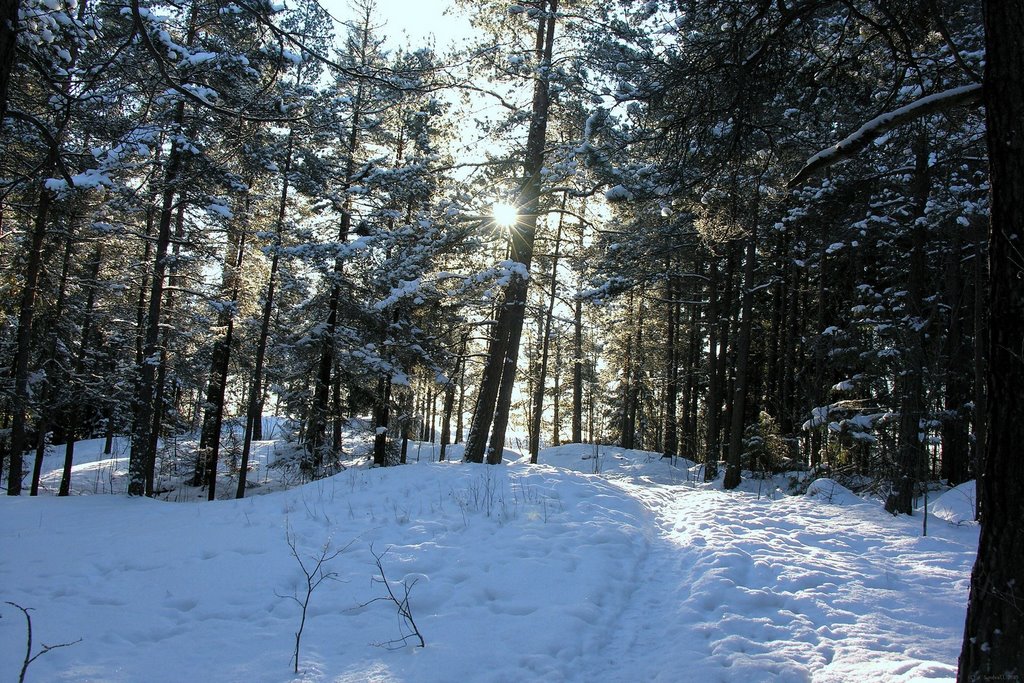 Maunula - Metsälä talviluontoa by T.K.Sundvall