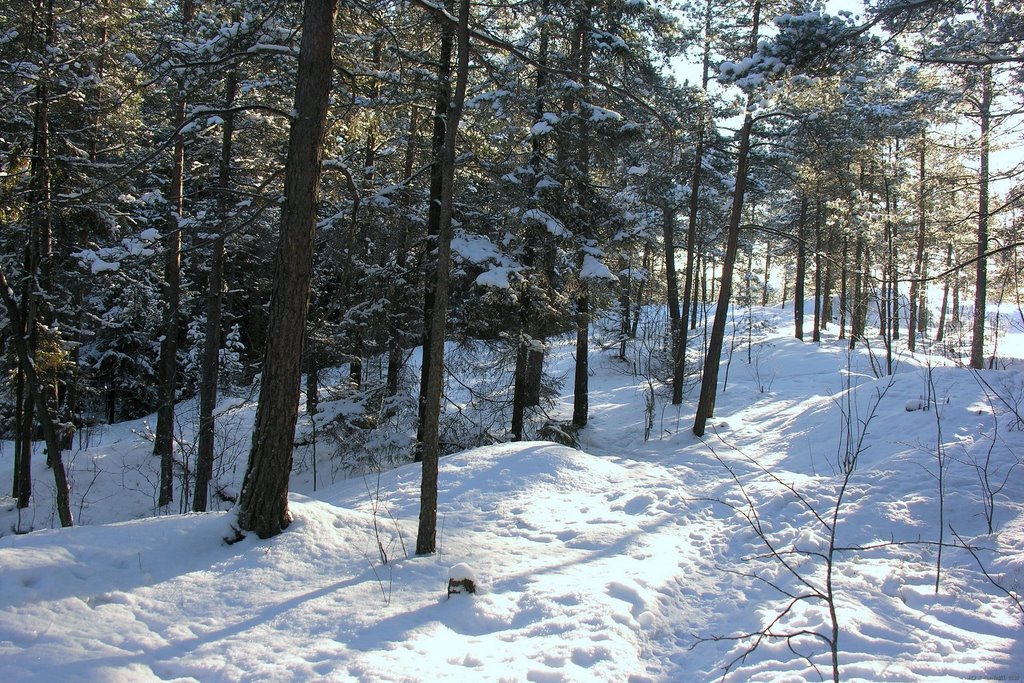 Maunula - Metsälä by T.K.Sundvall