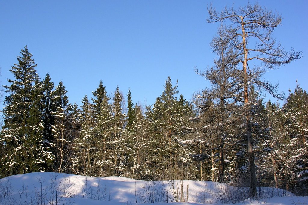 Maunula metsäluontoa talvella by T.K.Sundvall