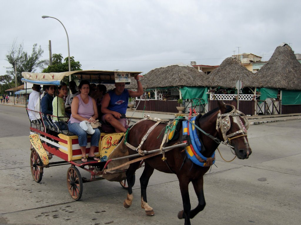 [Horse in Varadero] by Serge Daniloff