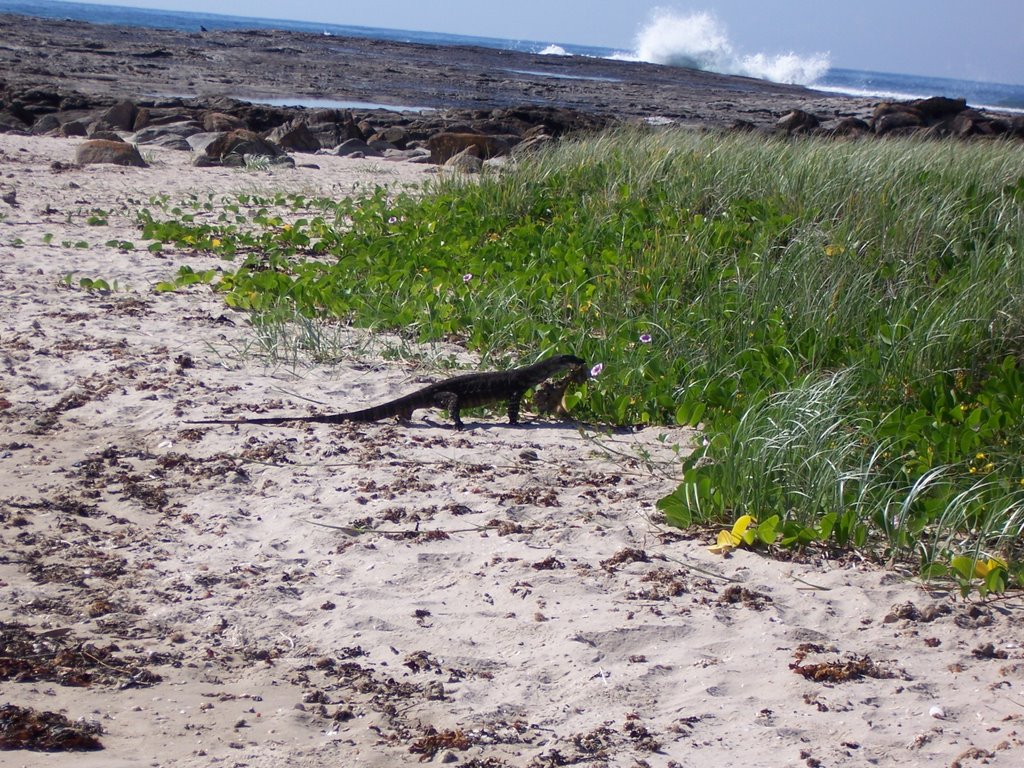 [Goanna with lunch] by Ratruder