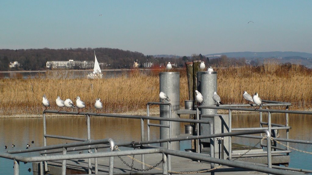 Kreuzlingen harbor by parus.major