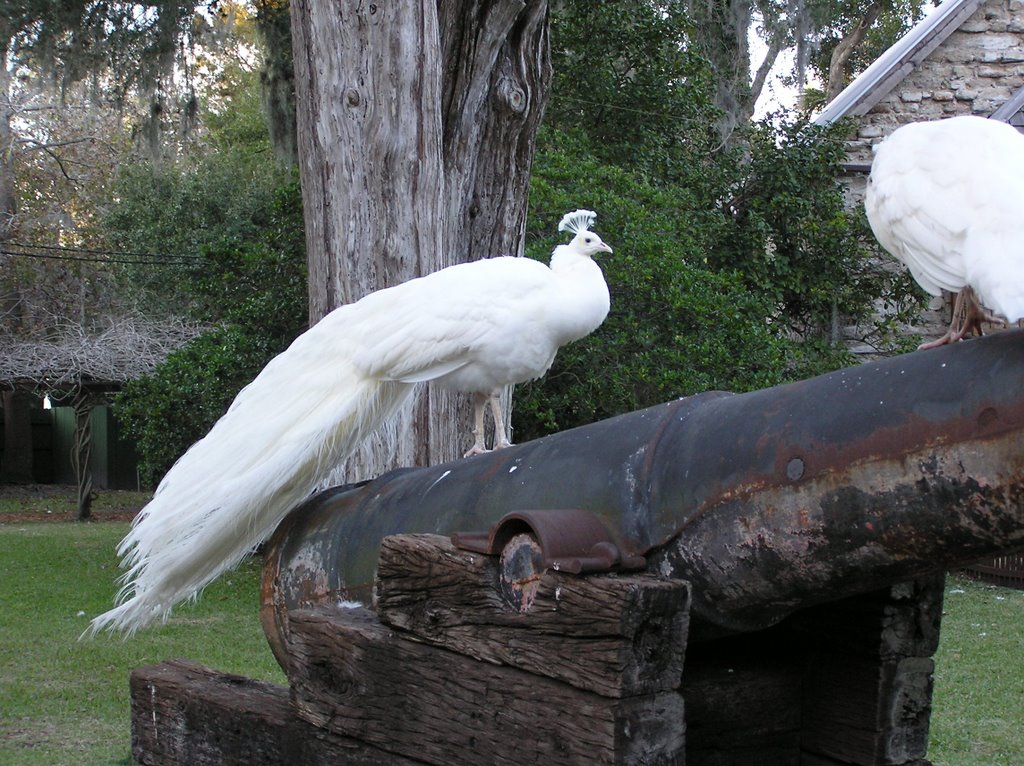 White Peacoks on the old gun. by Robert Lam