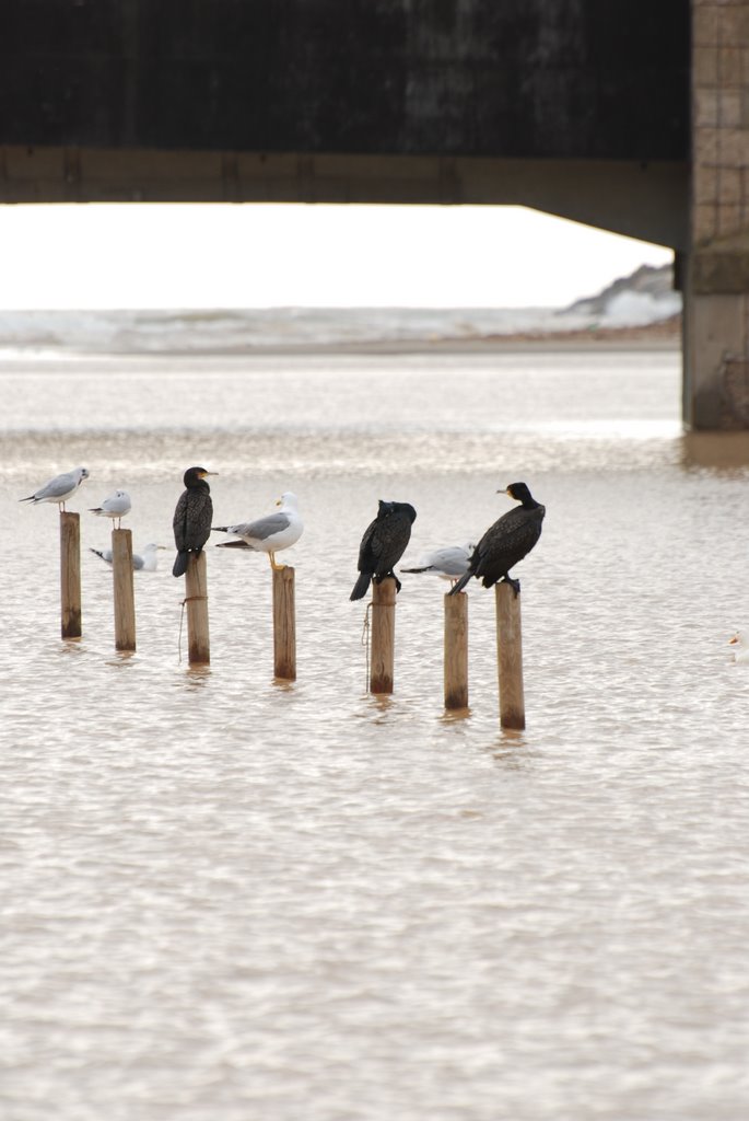 Cormorani e Gabbiani lungo la Bruna by Elena Mari - Escursioni in Maremma