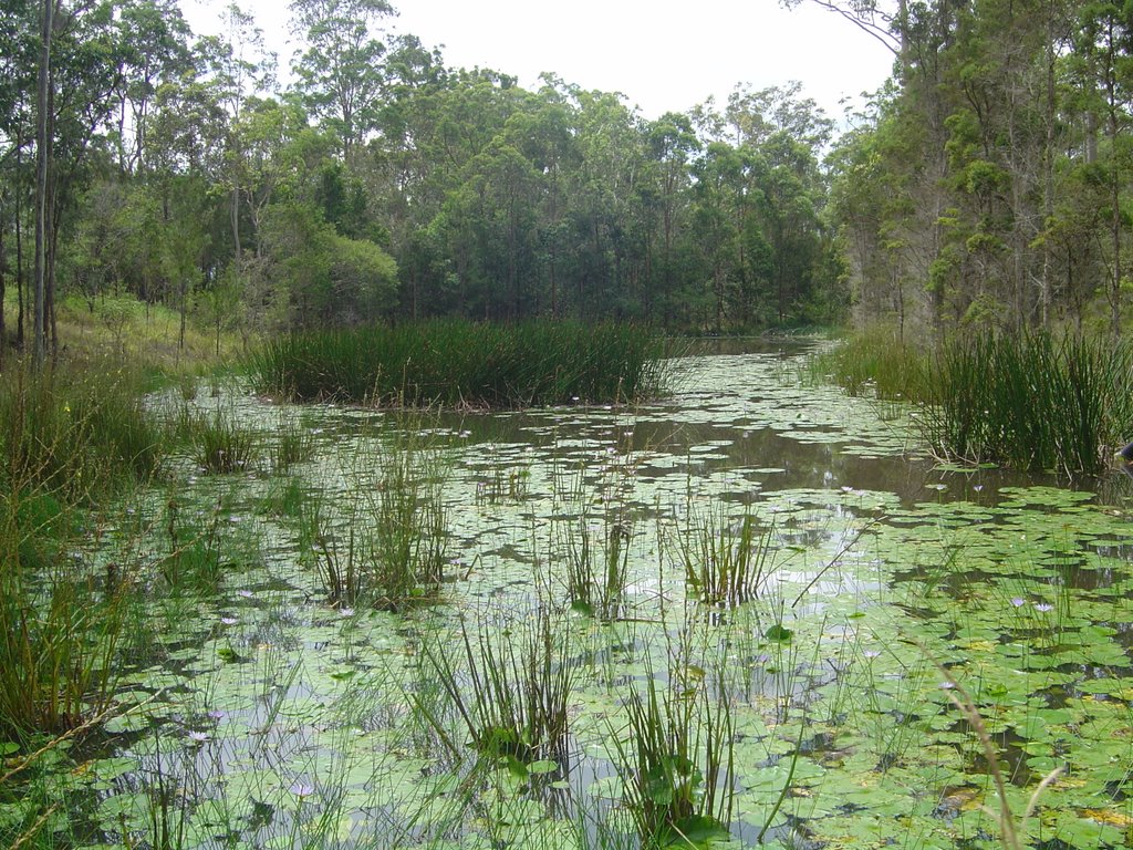 Dam at my Aunties house by trustno1