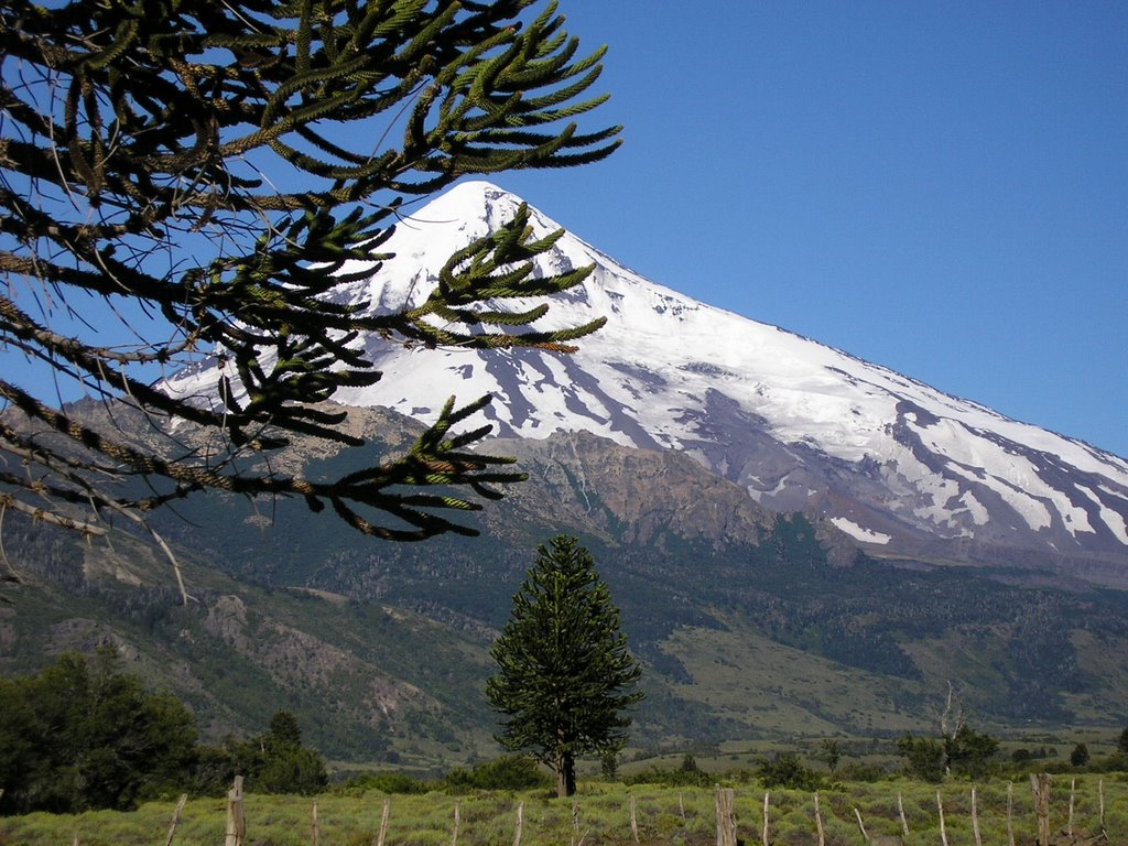 Tras la Araucaria El Lanin by Volantieri