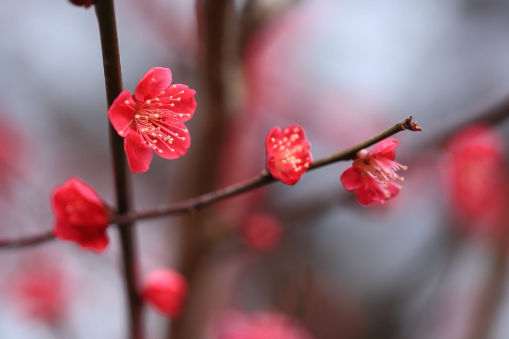 10 Senribanpakukōen, Suita-shi, Ōsaka-fu 565-0826, Japan by Hiroshi883