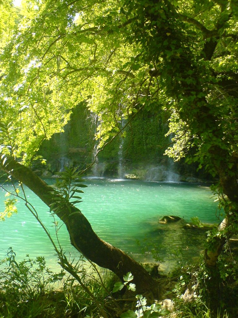 Blue Water Behind Tree by Mert Toka