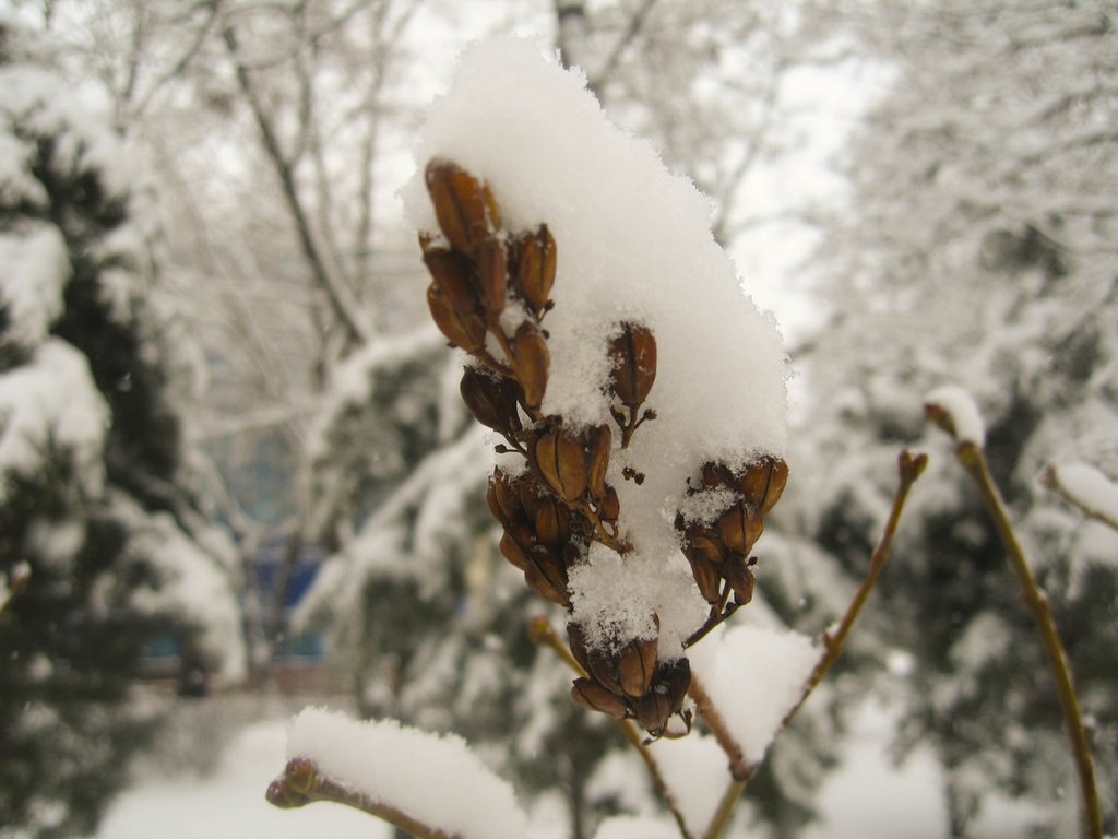 Under snow, Volgograd, Russia 2009 by vad-ak vad