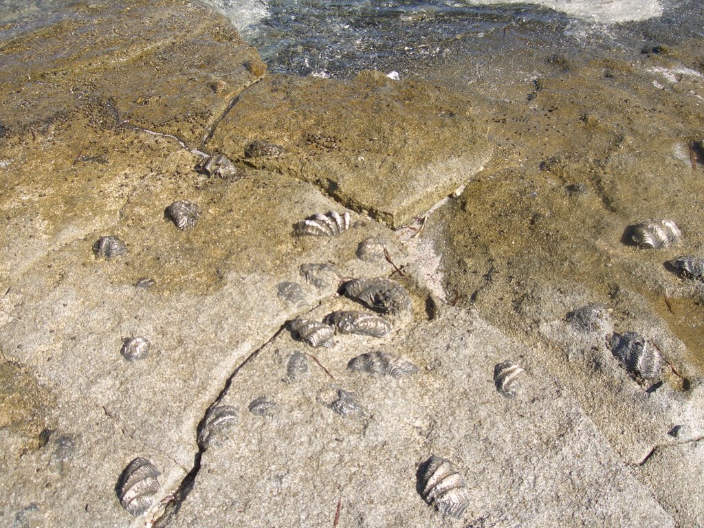 Fossile Muscheln am Strand by FS64