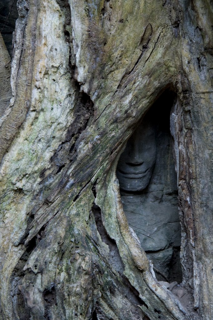 Ta Prohm by jerome.droz