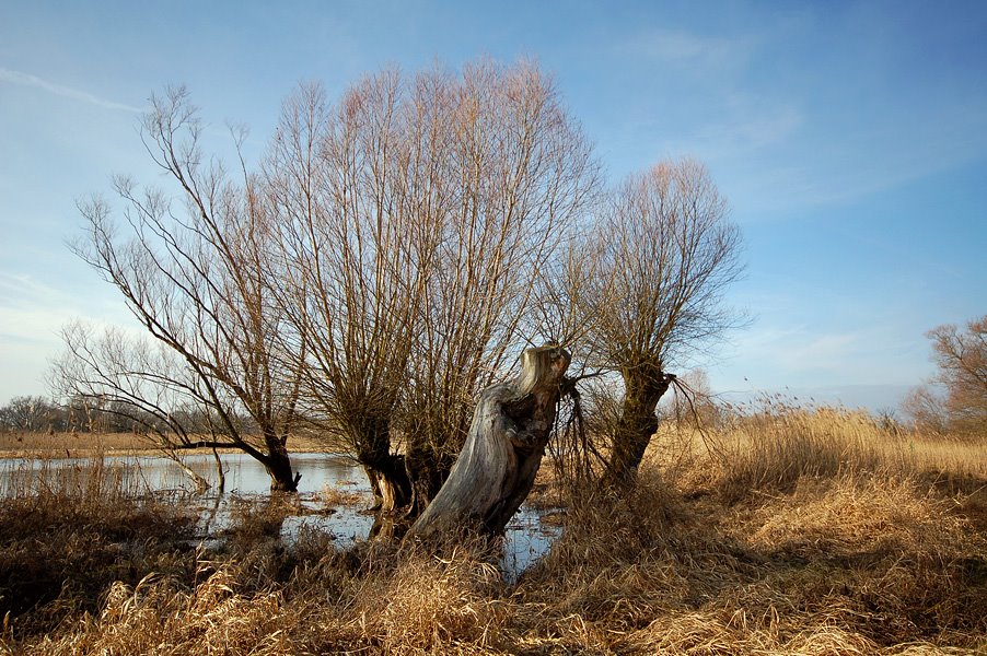 Kopfweiden an der alten Havel by Hsvrs