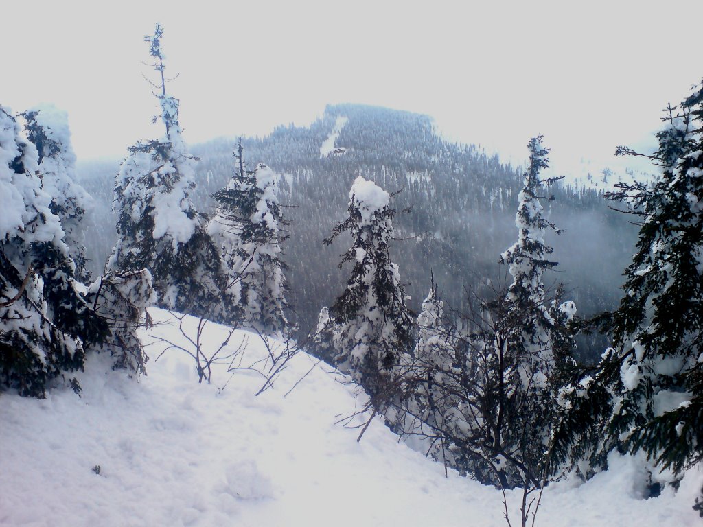 On the way in the bavarian forest by EDDY