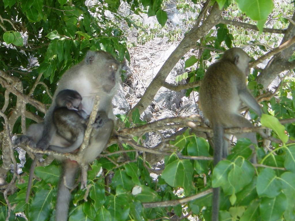 Monkey Beach Maya Bay by J.Fernros