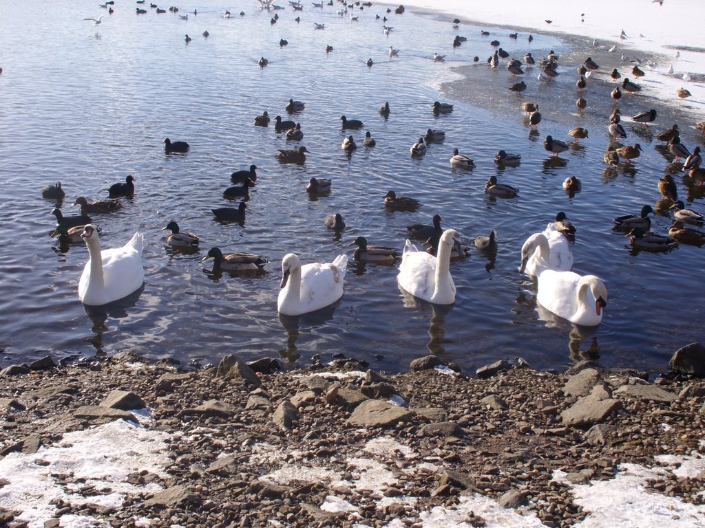 Swans at Winter by Ross Herbertson