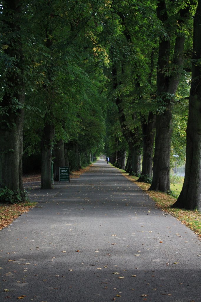 Tree avenue, Avenham Park by russbomb