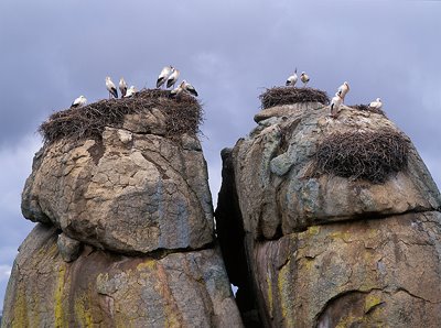 White storks nesting on granite rocks by Gertjan de Zoete