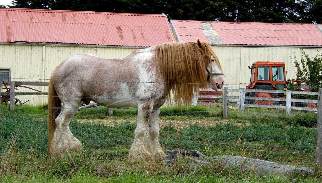 Farm Horse - Near Bairnsdale by nipper30