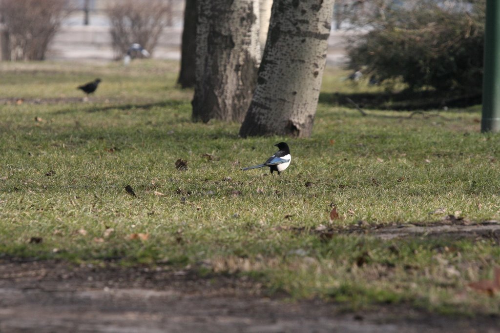 Birds... by Scenaris