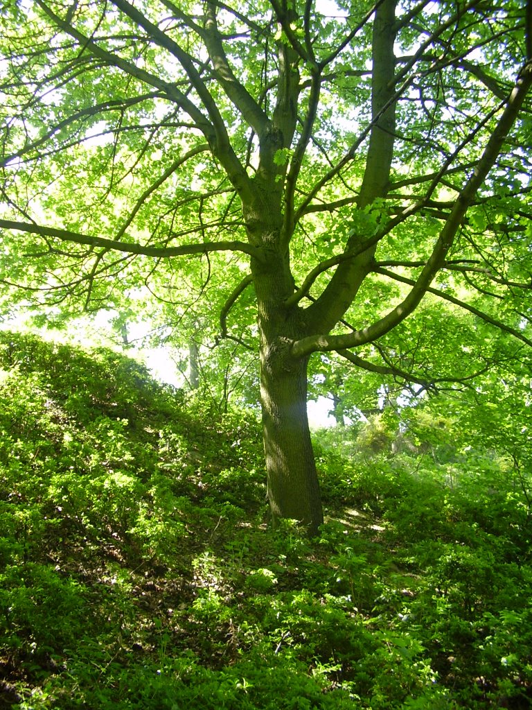 Dieser Baum ist sehr schön,nicht wahr? by Walid Lotfy 73