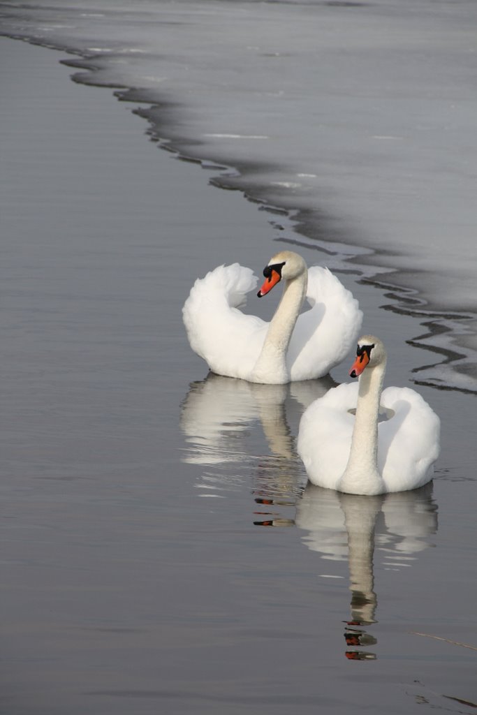 Schwäne am Rand der Eisfläche by LadyCG