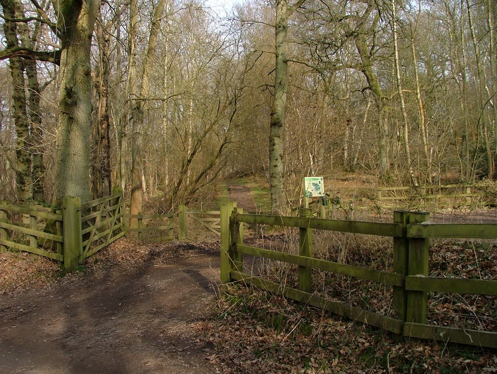 Greenham Common (Bowdown Wood nature reserve) by SBower