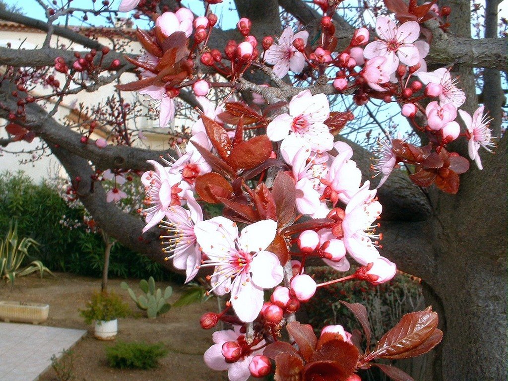 France, le Prunus en Fleurs un gros plan by Roger-11