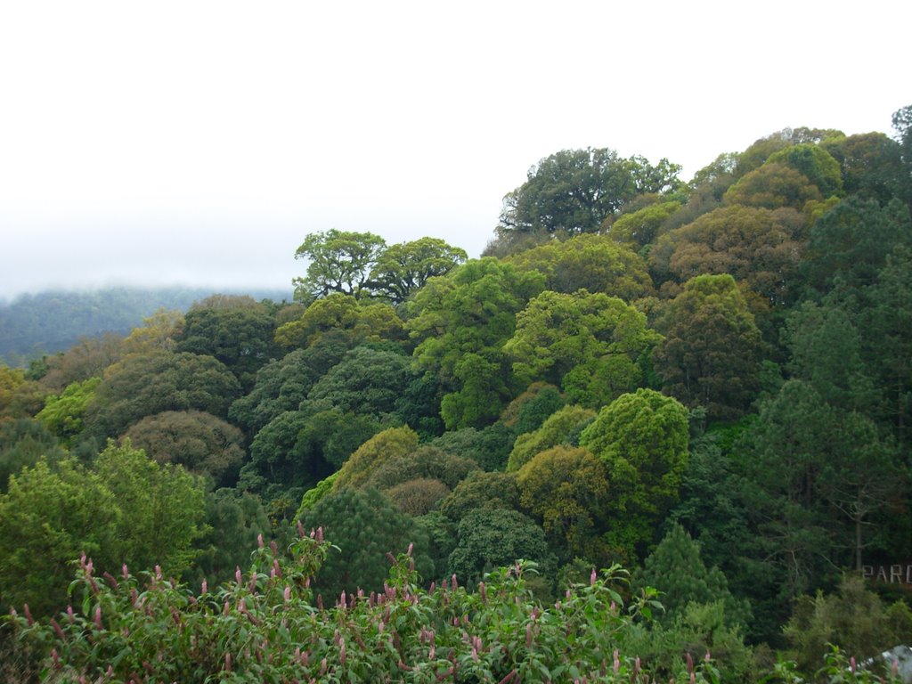 Bello bosque de variados tonos, ubicado entre Japala, San Yuyo y Mataquescuintla. by ChavezCastro