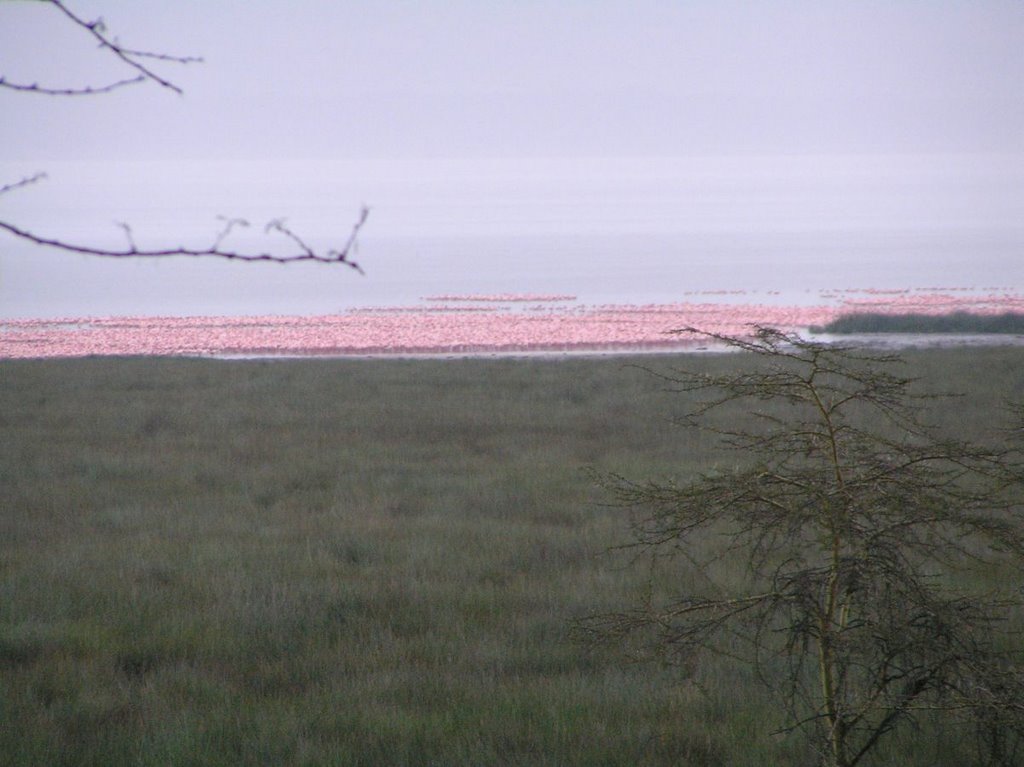 Lago Nakuru by Fran J