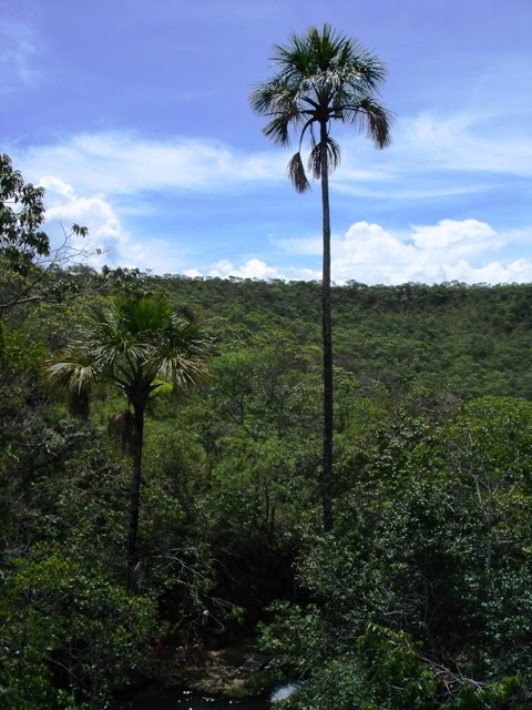 Chapada Imperial - DF, Buriti centenario by Ivano Bellino