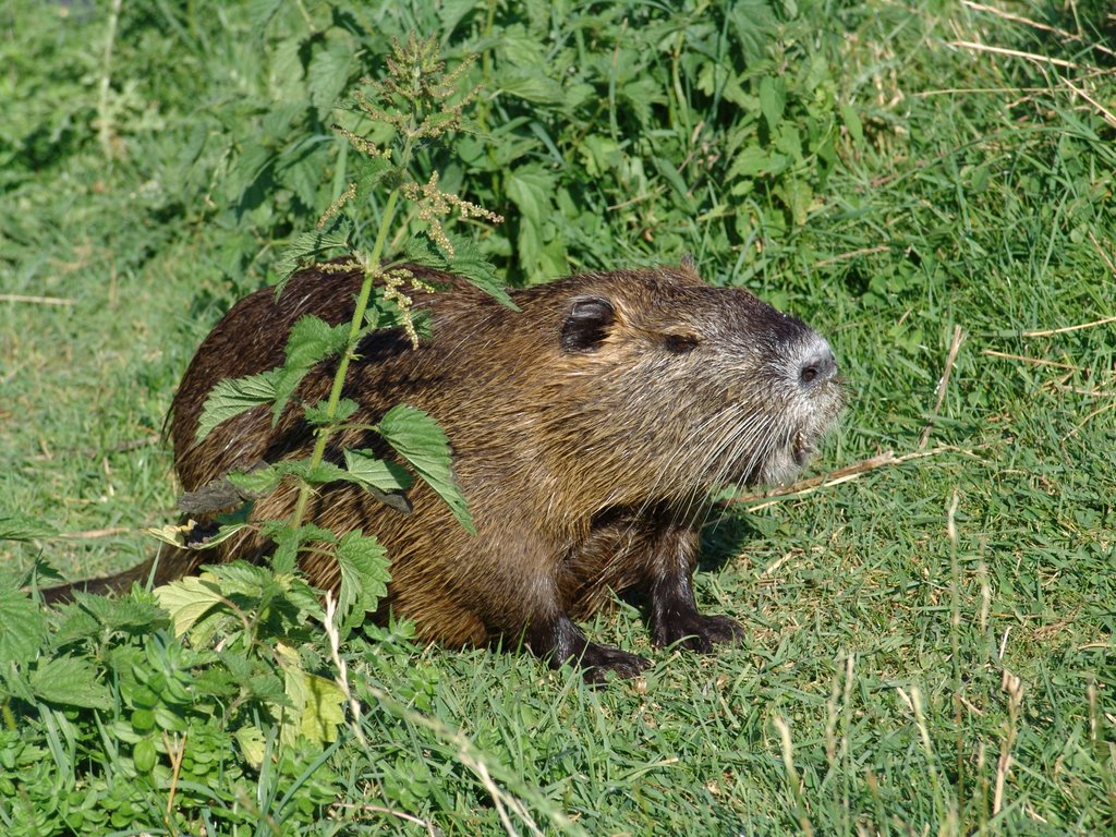 Nutria am Mönchmühlenteich by David Strempel