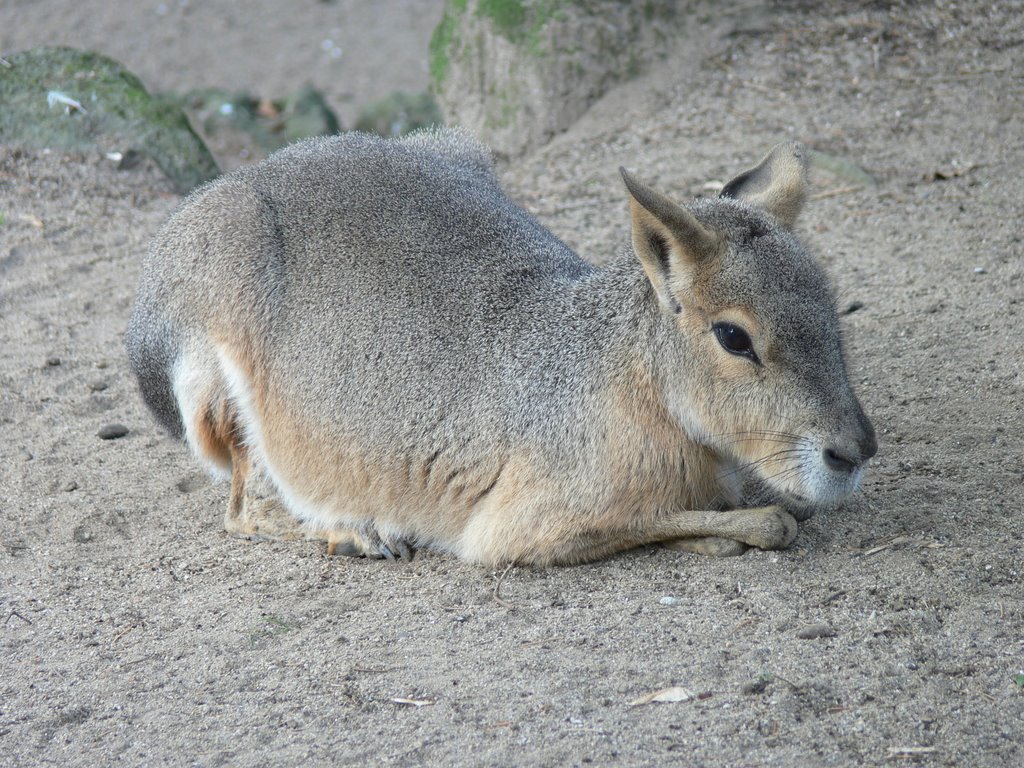 Mara (Patagonian cavy), Auckland Zoo by Oisin McGuigan