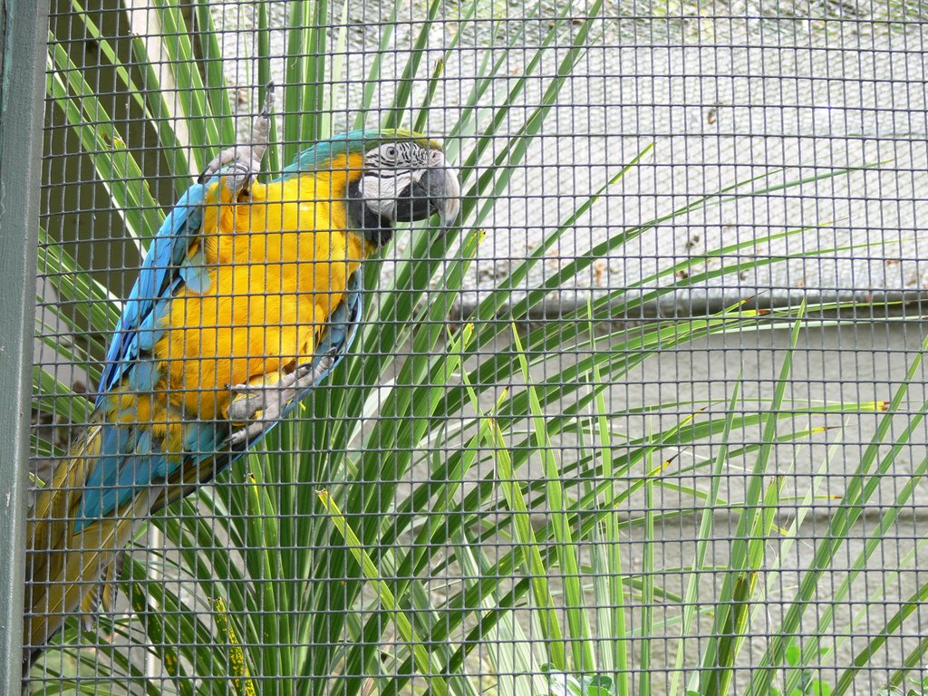 Parrot, Auckland Zoo by Oisin McGuigan