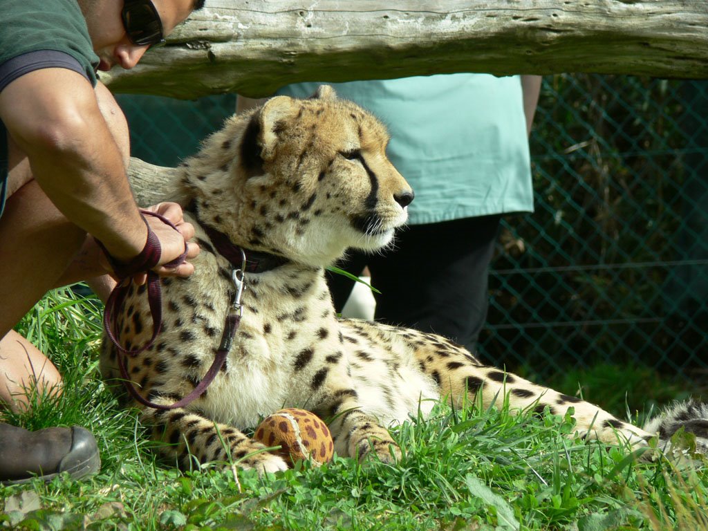 Cheetah, Auckland Zoo by Oisin McGuigan