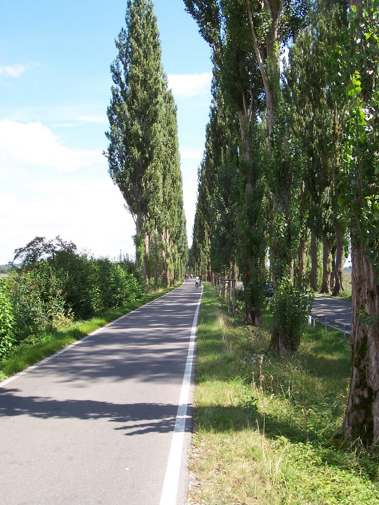 Allee zur Reichenau! by gartenmaus