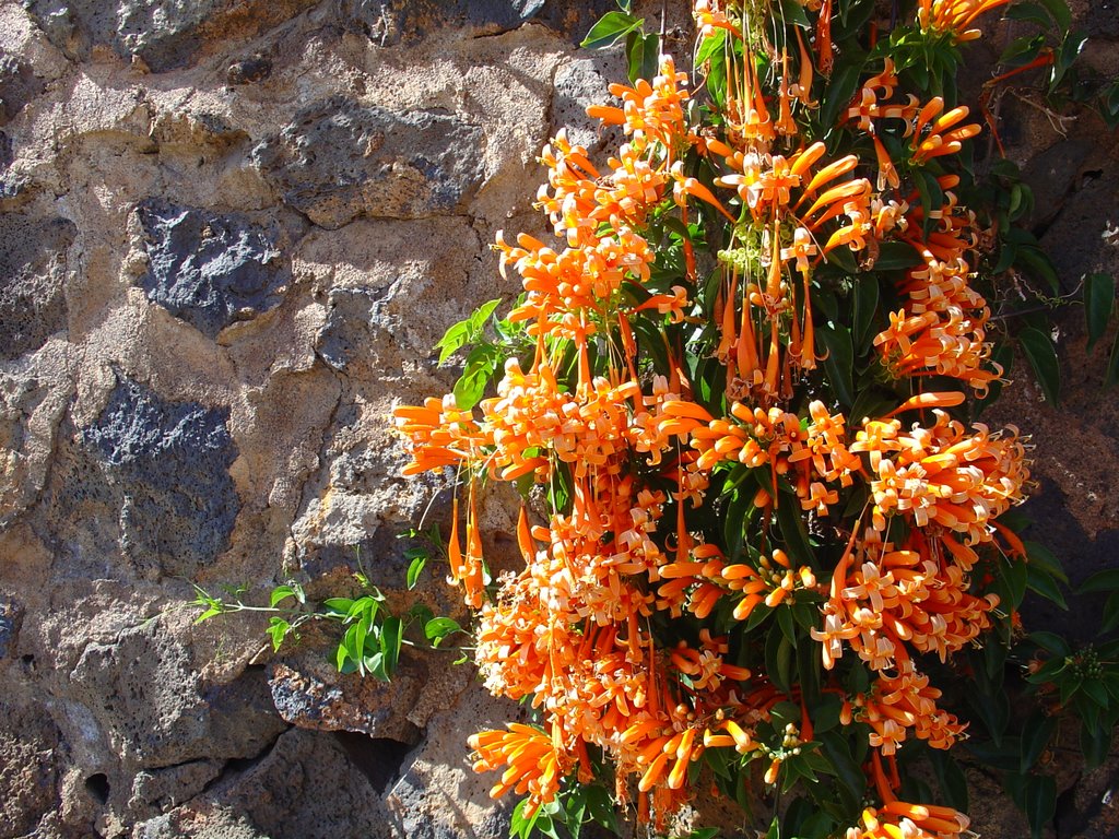 Flowers on the Wall ( Pyrostegia venusta Feuerbignonie ) by nighdy1