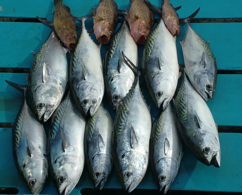 Andaman Catch of the Day by Paul Mealing