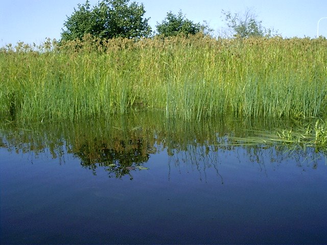 Marais bleu et vert Petite-Décharge by Johanne Bouchard