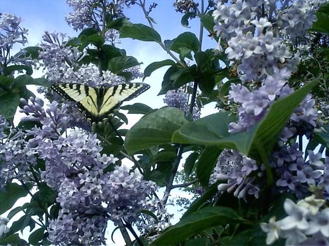 Papillon sur lilas Alma by Johanne Bouchard