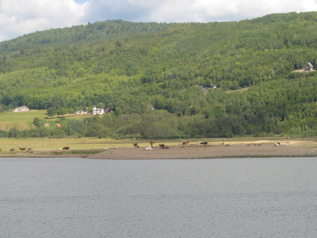 Vaches bord de l'eau Baie-St-Paul by Johanne Bouchard