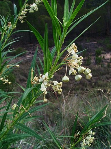 Gomphocarpus fruticosus (Asclepiadaceae), naturalised by Greg Steenbeeke