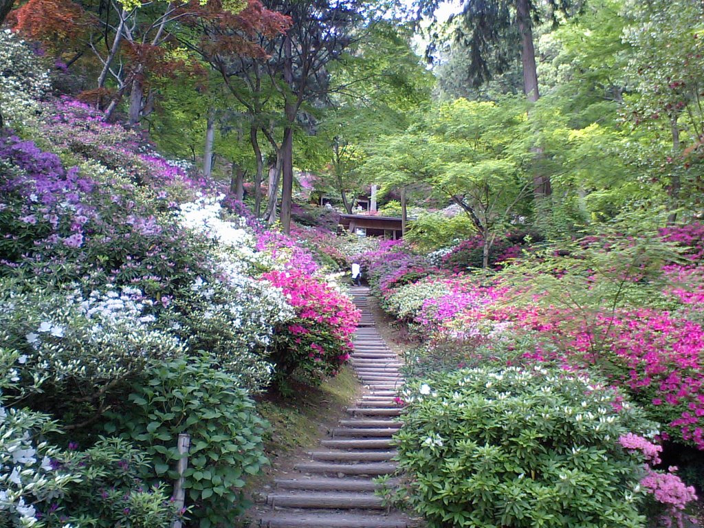 福岡　筑紫野　武蔵寺　つつじ　春　花　Azaleas in the temple buzo in Fukuoka, Kyusyu, Japan. 2008. Landscape. by 表野豊