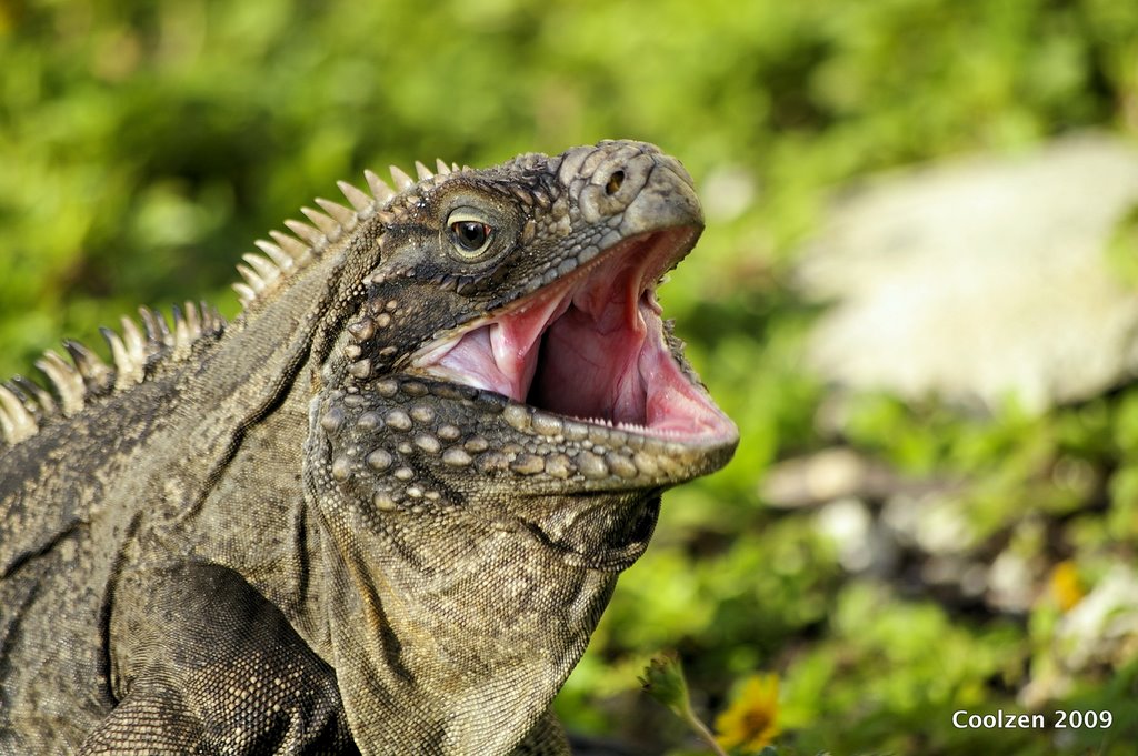 Iguane au Sol Pelicano by Coozen1