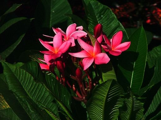 Plumeria rubra (Apocynaceae), cultivated by Greg Steenbeeke