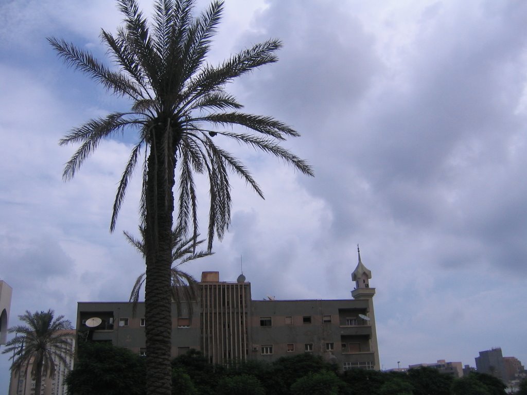 Palm Tree in Al Fatah's garden by mbrn1979