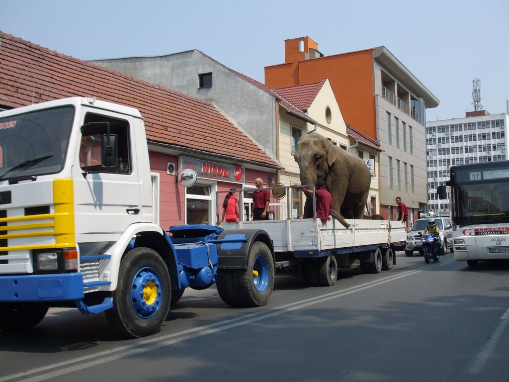 Brassói elefánt / Brasov elephant by MarosG