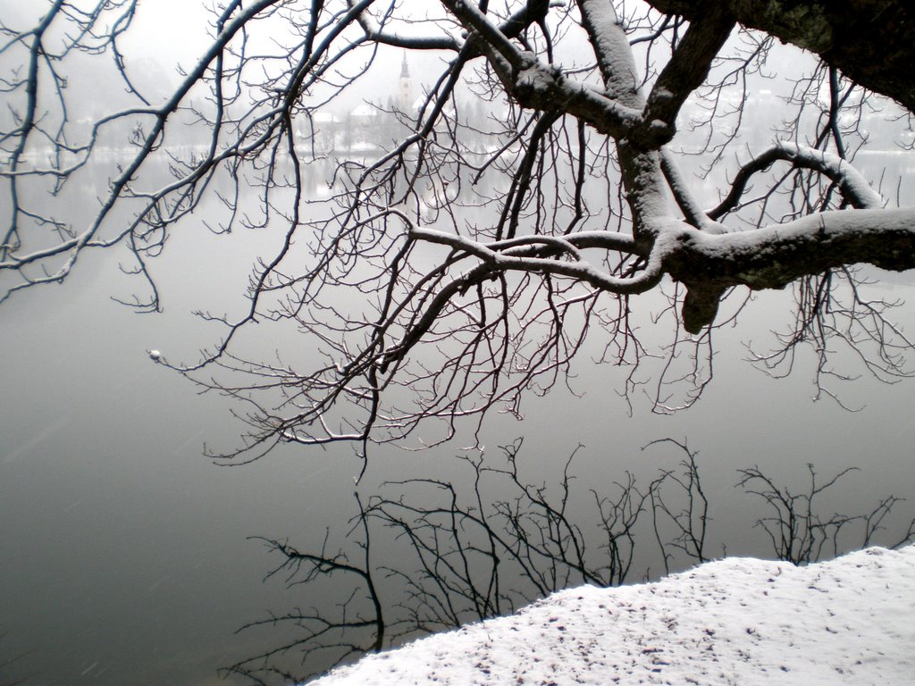 Bled - isoletta tra i rami by Vincenzo Sasso